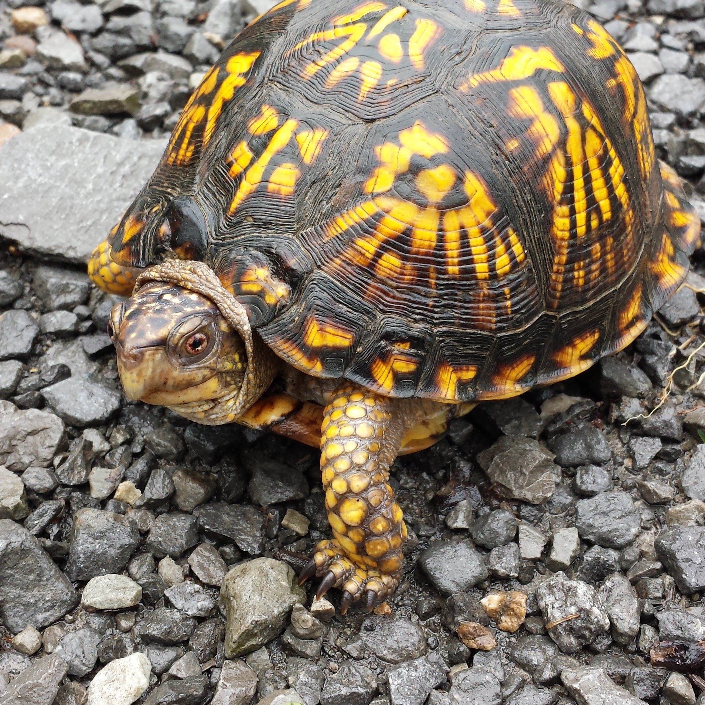 Terrific Turtle Walk — October 17 - logo